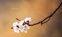 在這春暖花開的季節(jié)，歡迎你們加入知道網(wǎng)絡